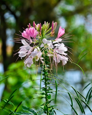 (Photo: K Hari Krishnan)