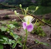 (Photo: R. Karthika Raju