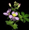 (Photo: SAplants)