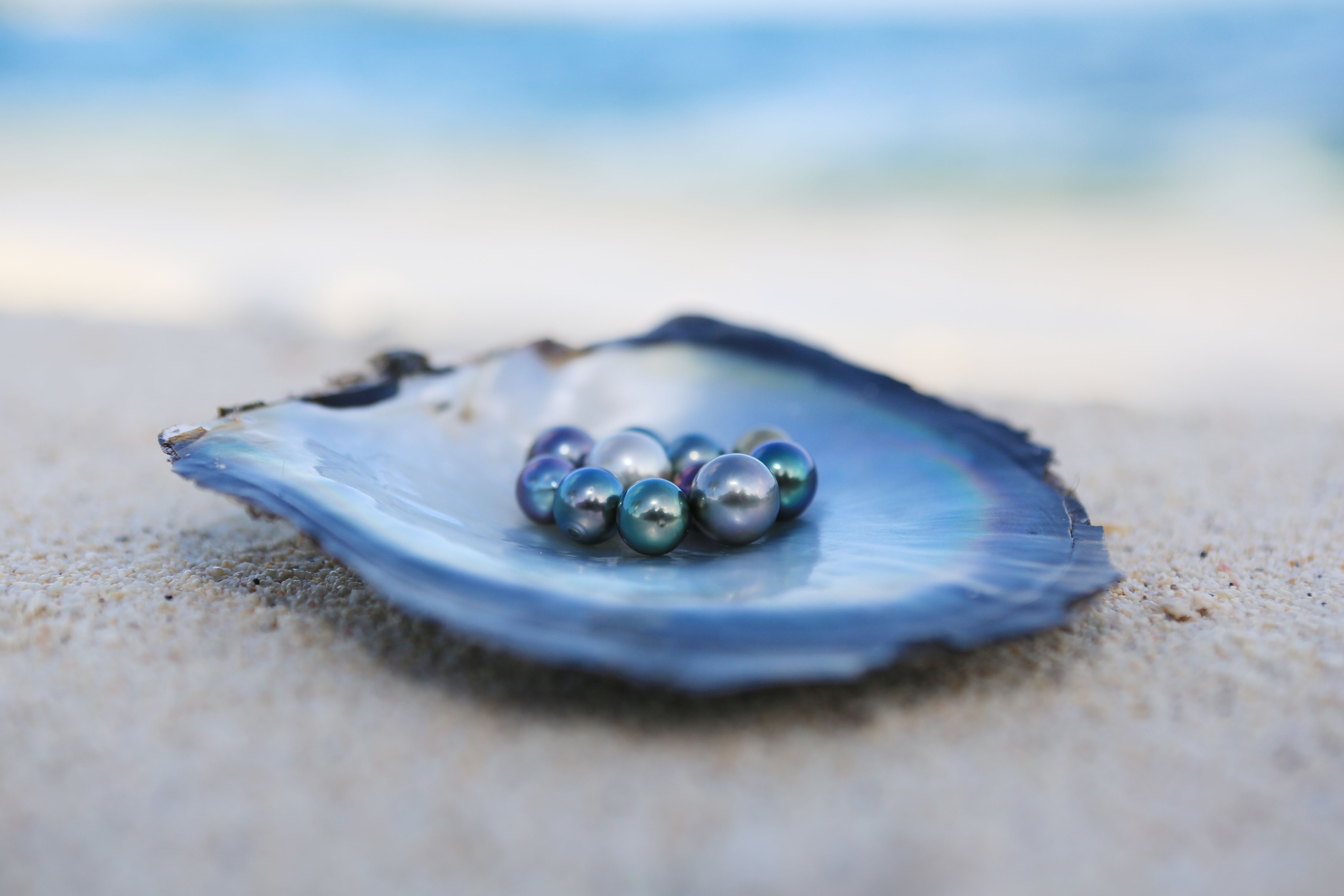 Perlen in der Auster