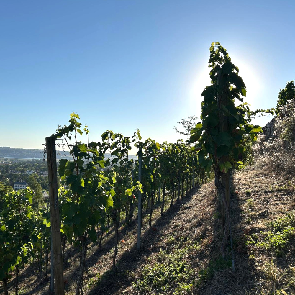 Sachsen Classic 2026 - Weingut Weinberge