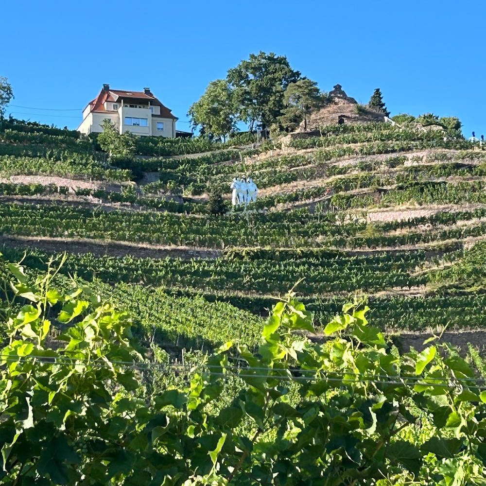 Sachsen Classic 2026 - Weingut Großansicht