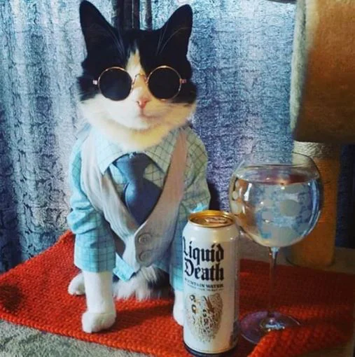 A cat wearing a suit and sunglasses poses next to a can of Liquid Death.
