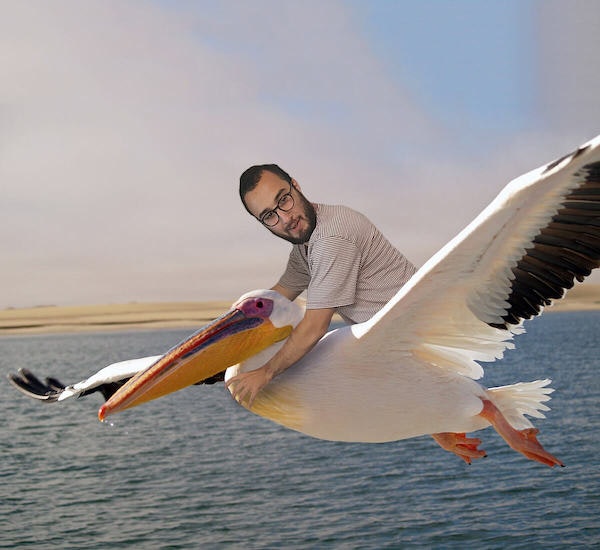 pelican-max