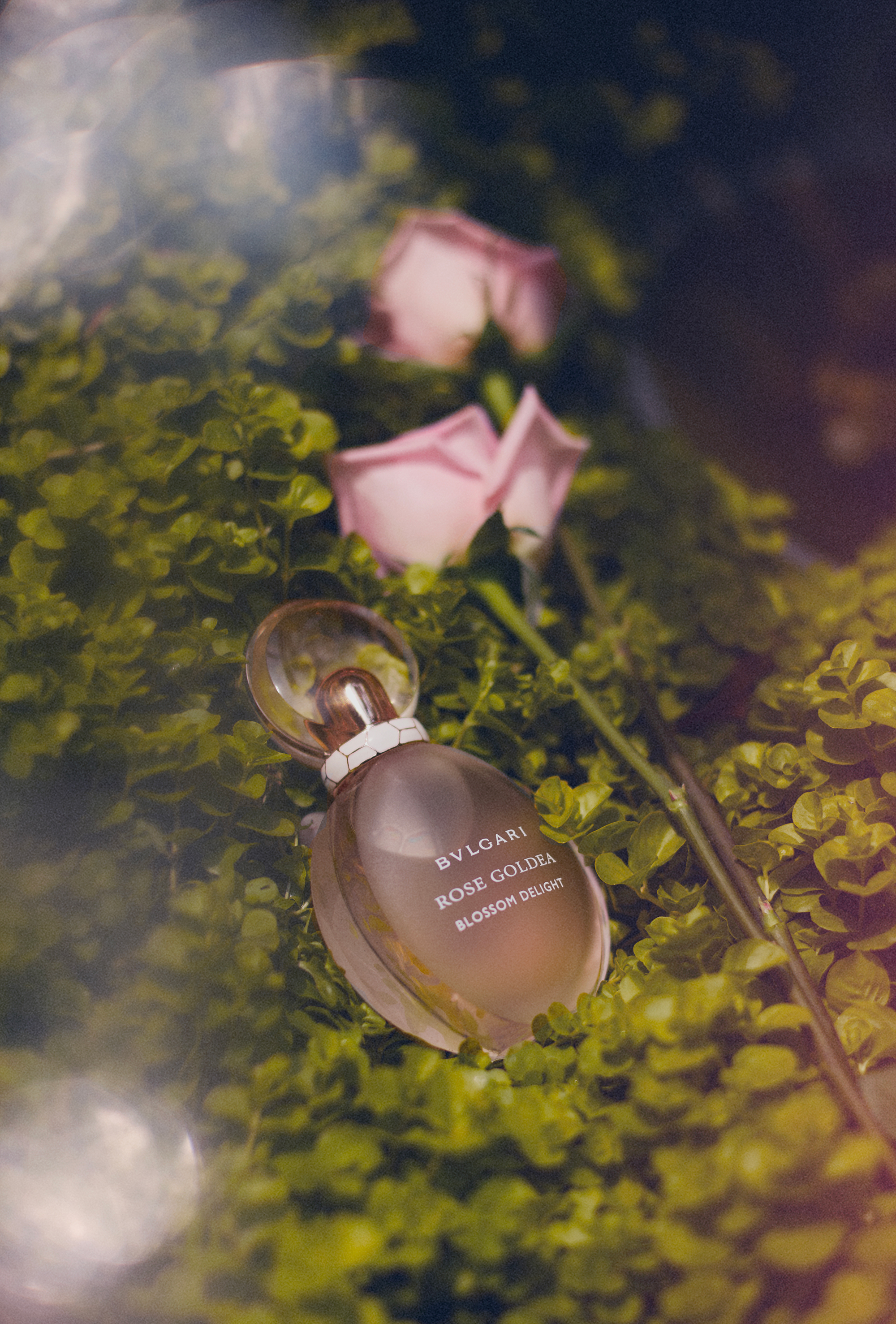 Aroma bvlgari discount rose goldea