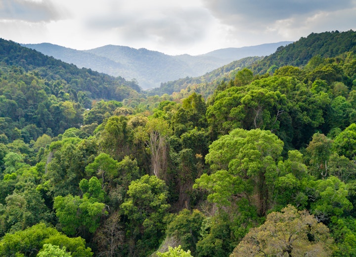 trees for all