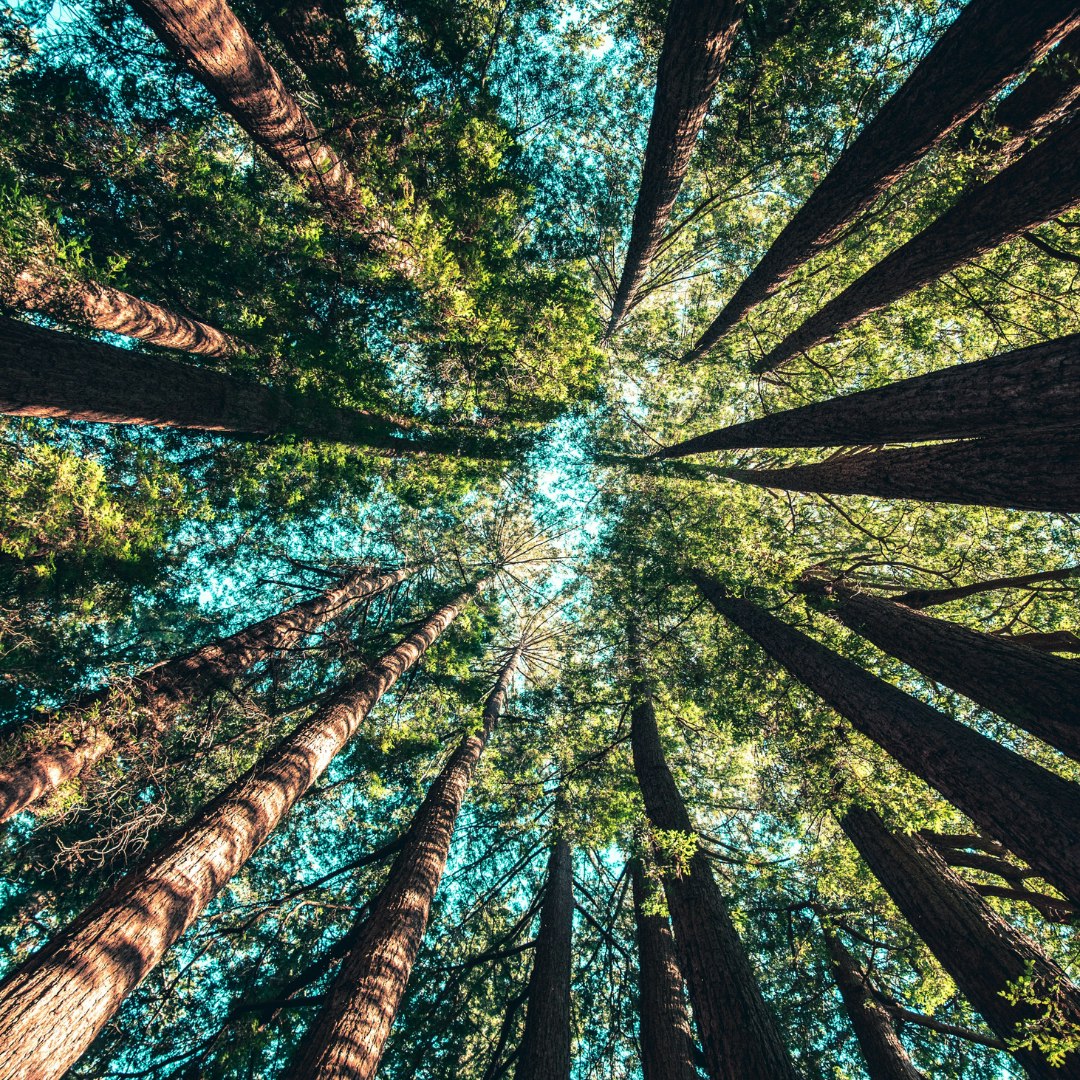 groene bomen