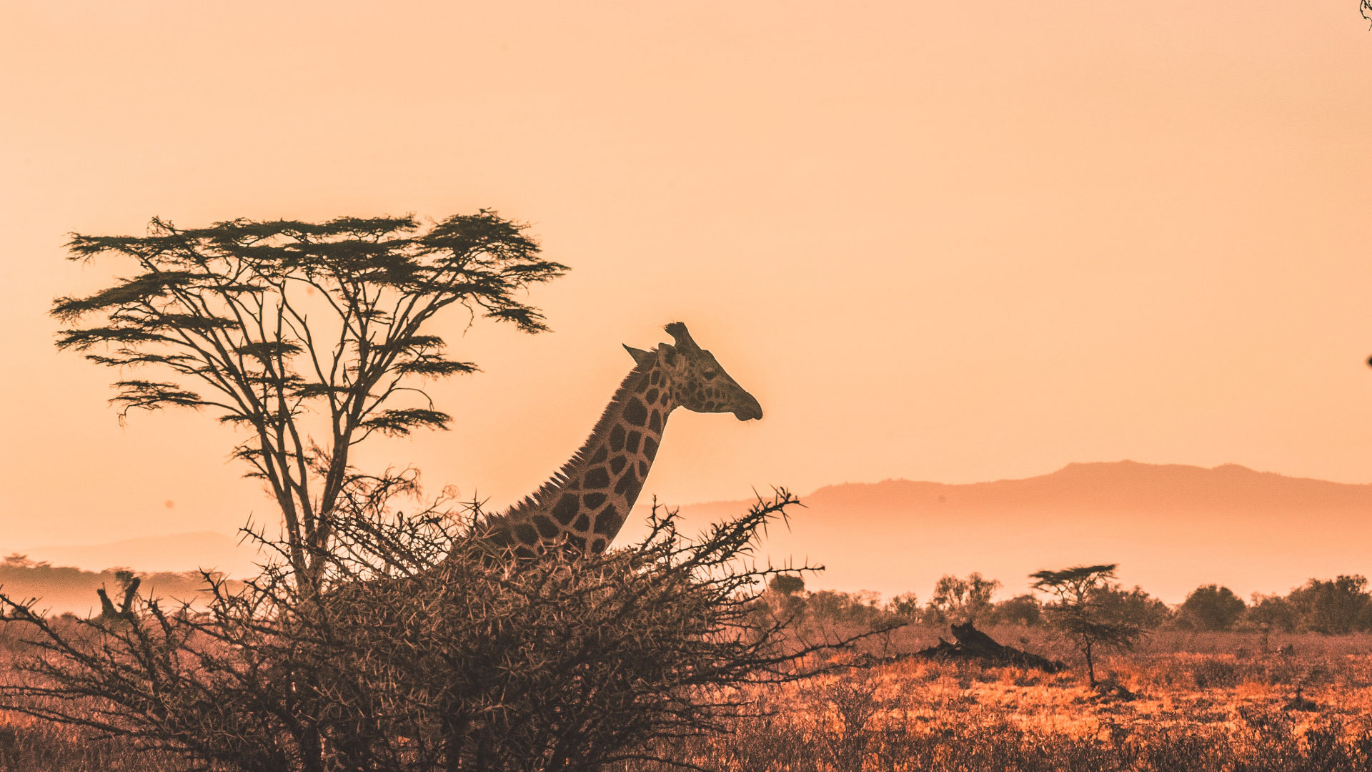 Africa