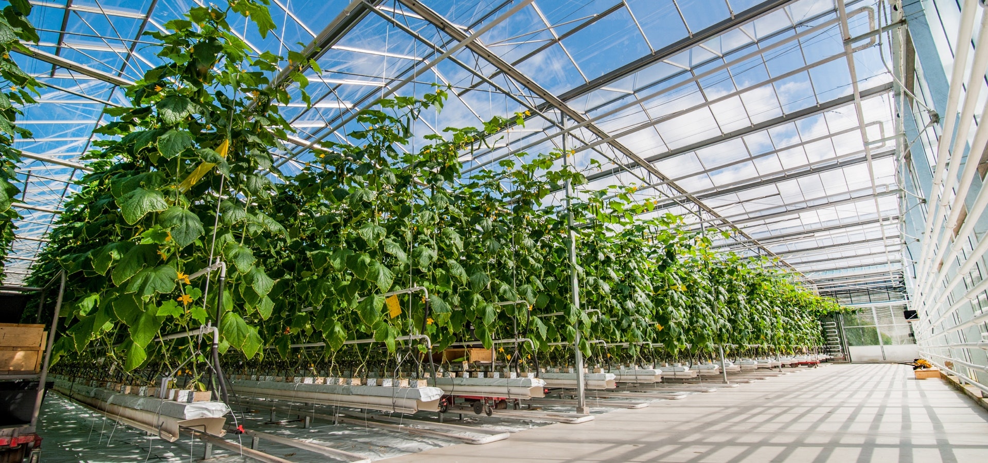 AB for Greenhouse | Gruppo AB