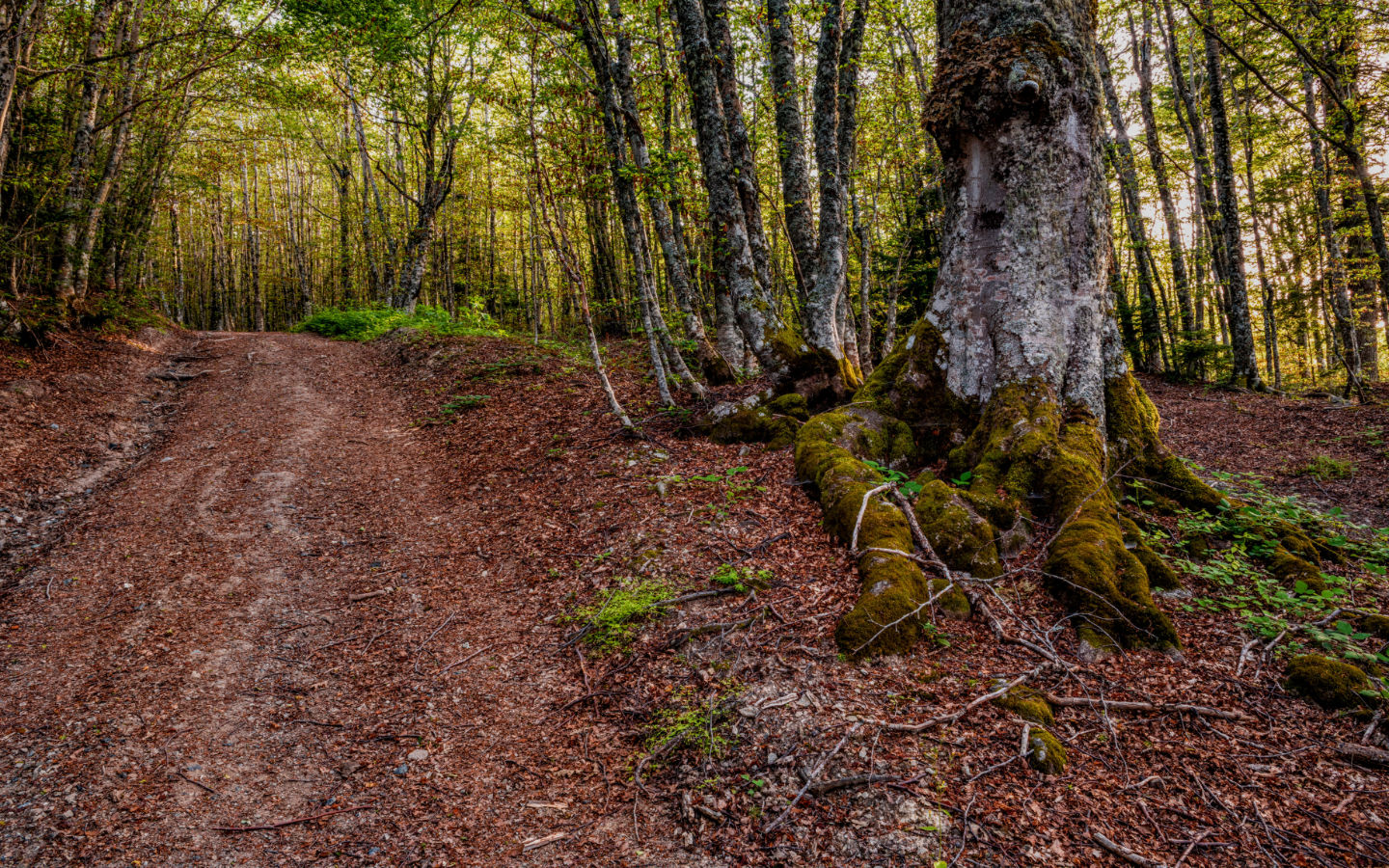Cammino delle Donne Gallery
