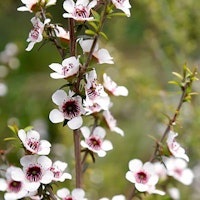 Tea Tree Oil