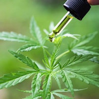 Hemp Seed Oil