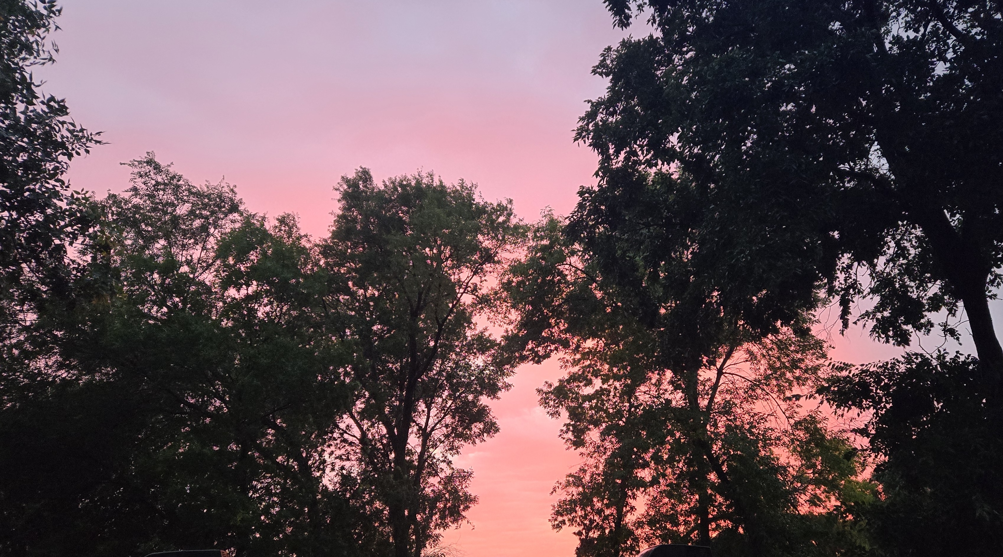 pink and red sky at sunset through trees