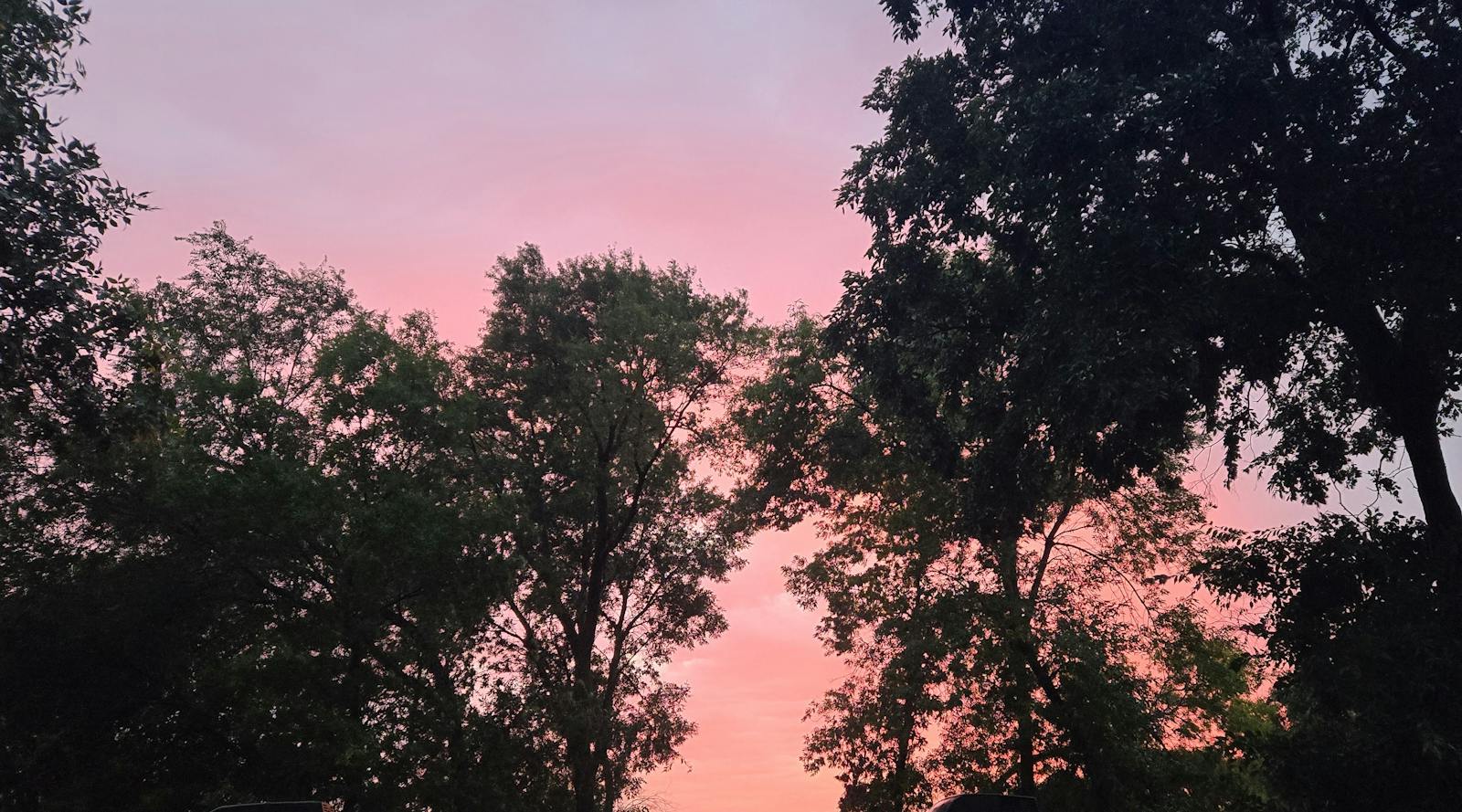 pink and red sky at sunset through trees