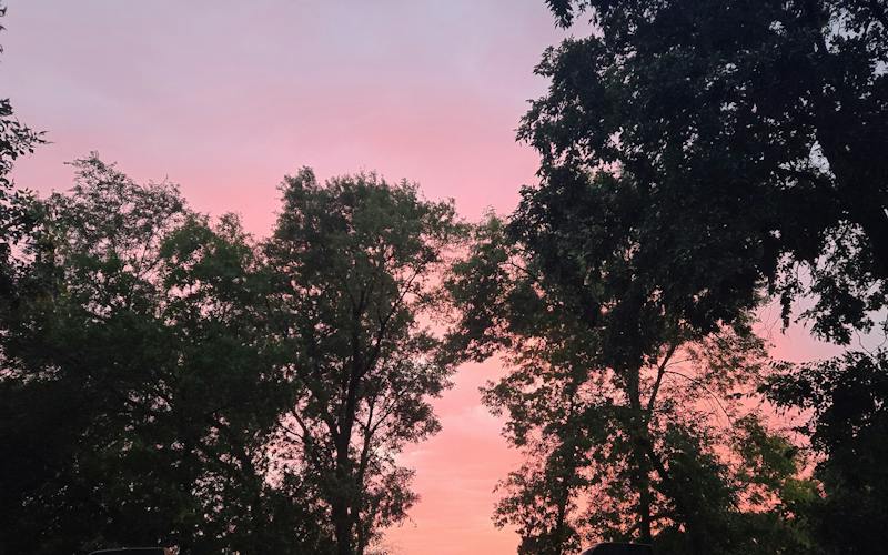 pink and red sky at sunset through trees