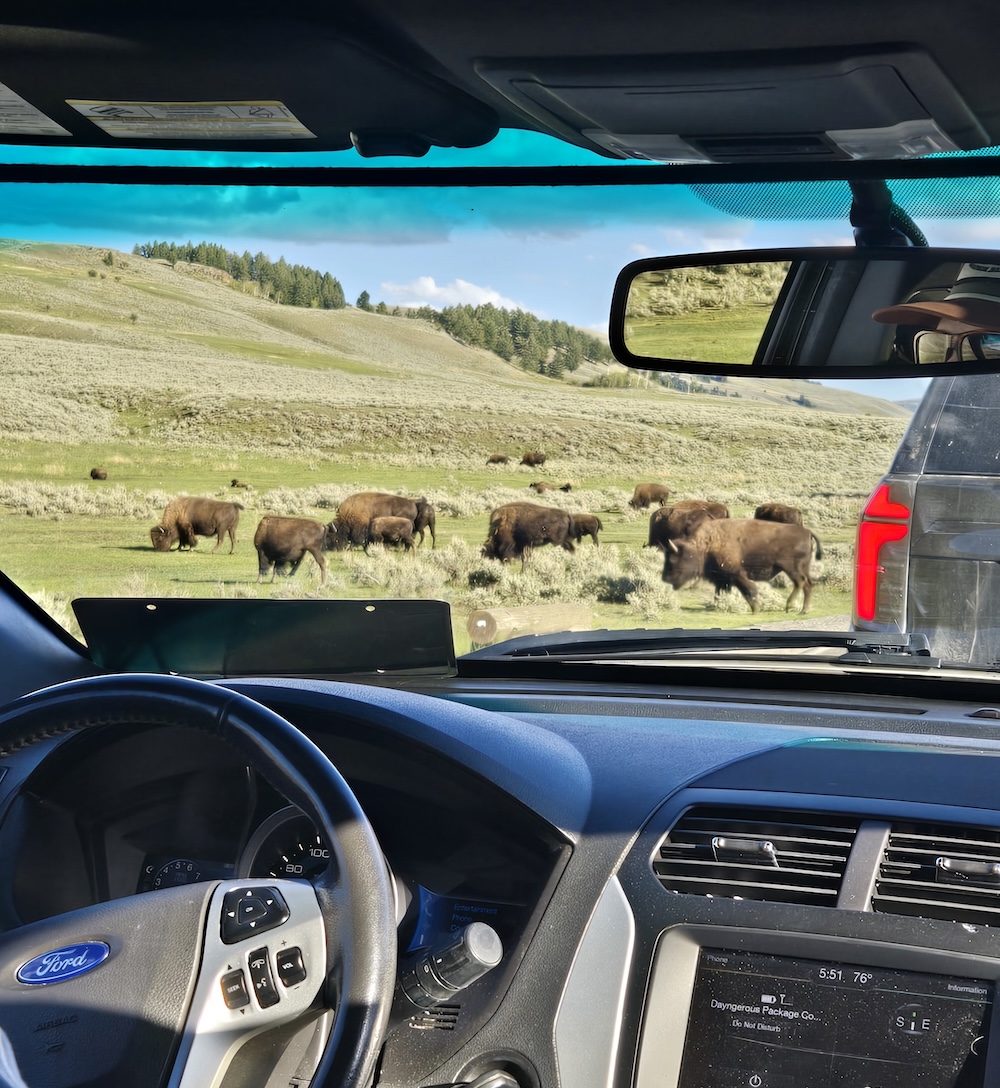 several large bison near the road seen through the windshield of tour guide's vehicle