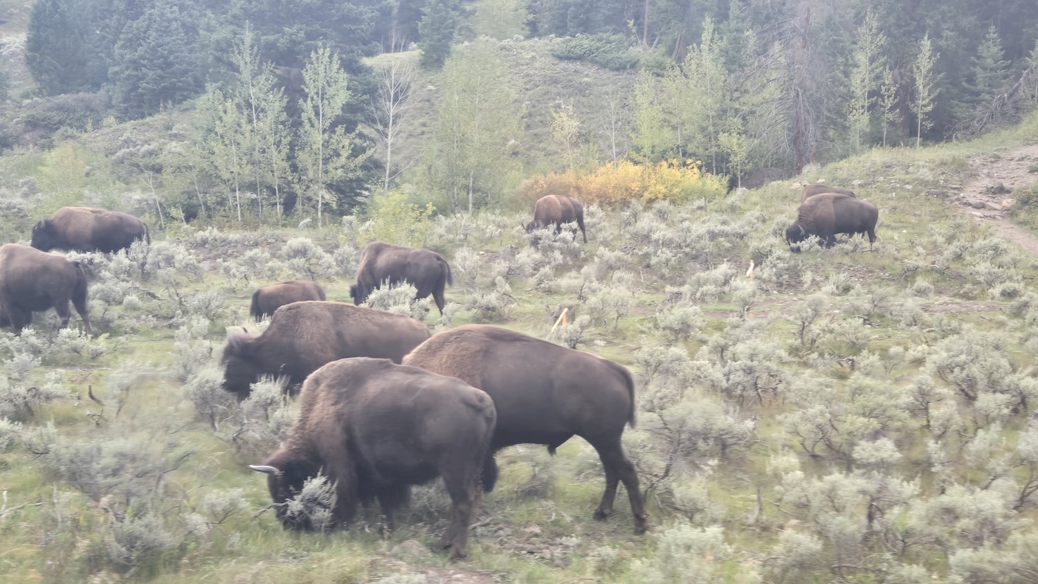 bison grazing close the road in the grassy brushy pale green field