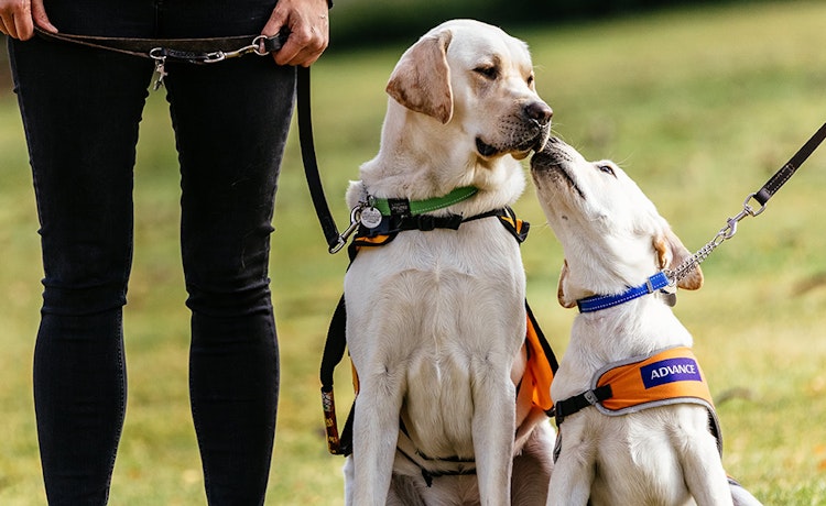 Community guide dogs
