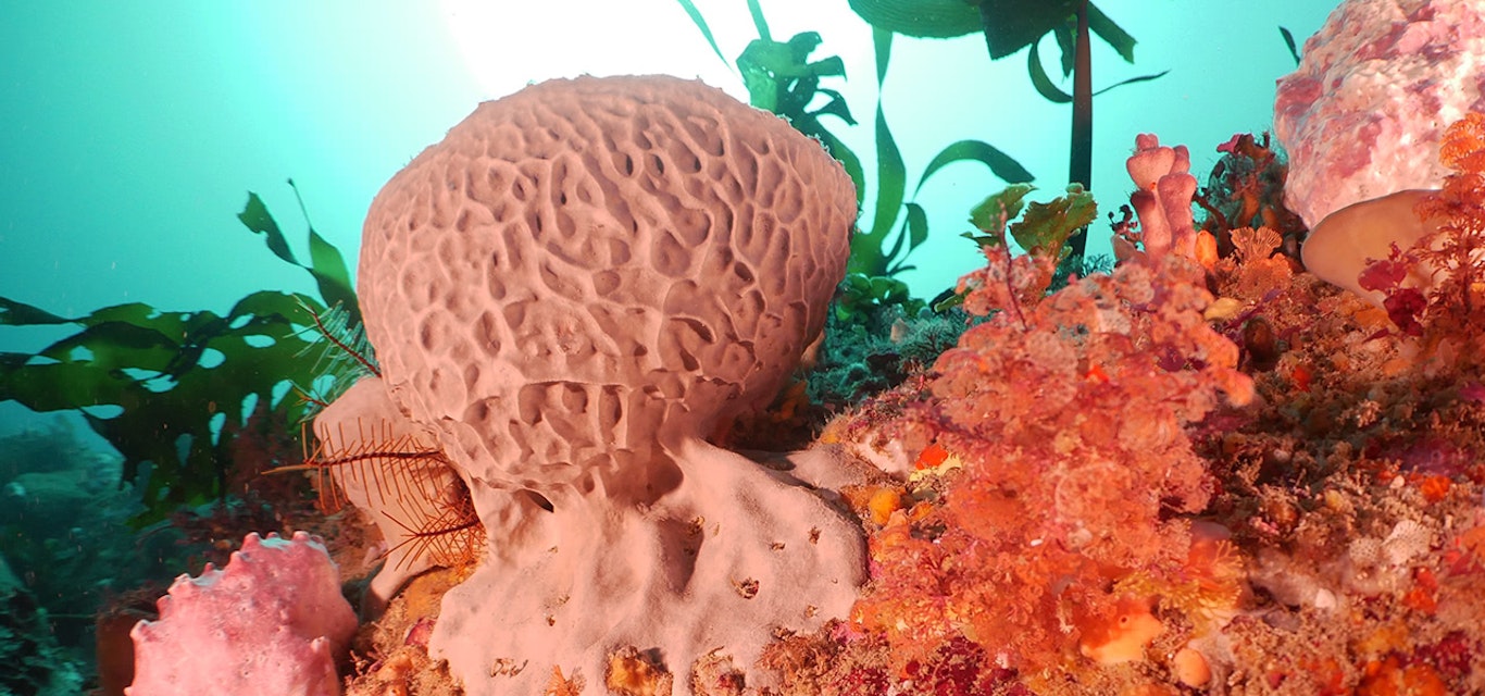 Sponge gardens off Mistaken Cape, Maria Island Sponge gardens off Mistaken Cape, Maria Island