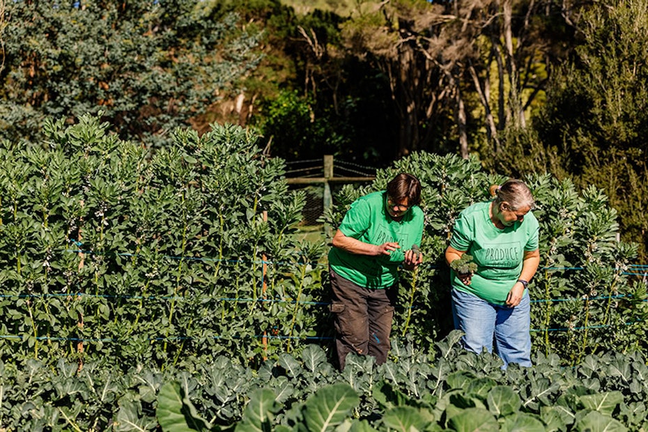 Two ladies working in the garden