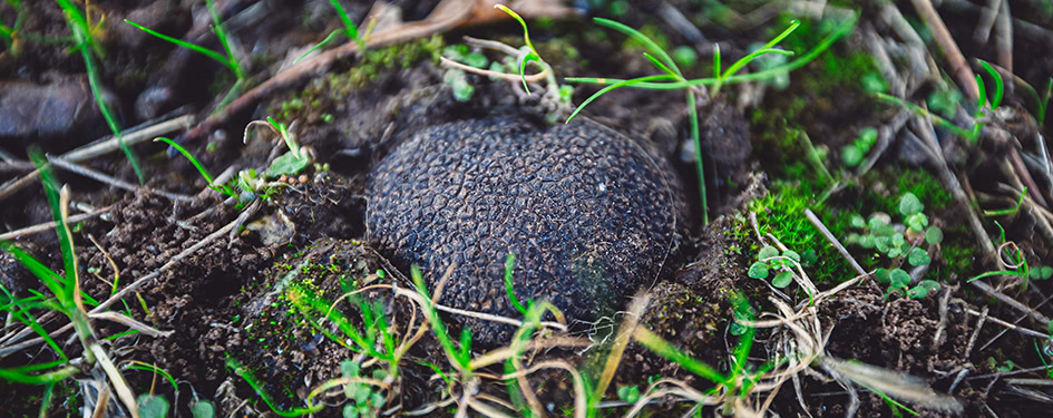 A truffle in the ground
