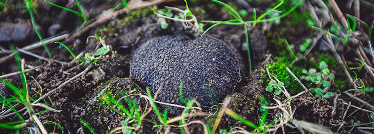 A truffle in the ground