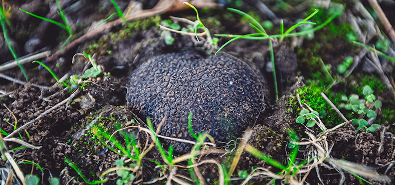 A truffle in the ground
