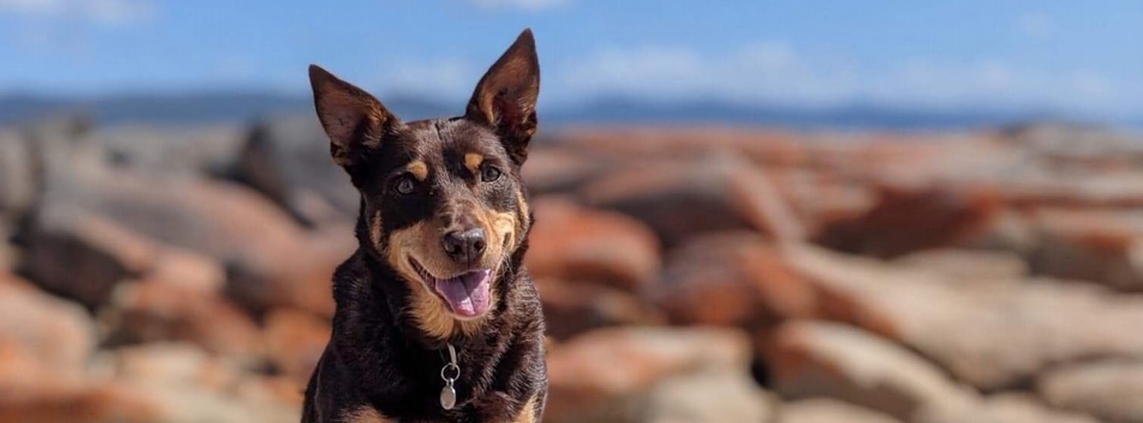 Dog smiling at camera