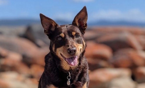 Dog smiling at camera