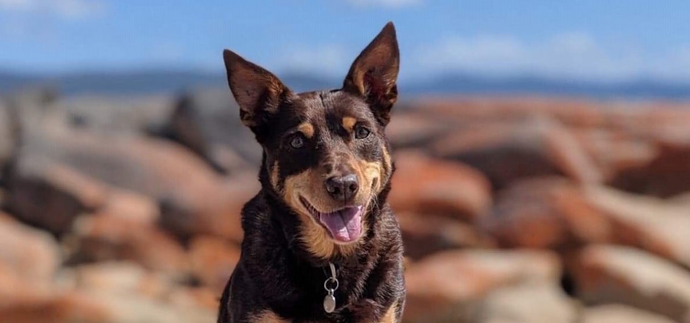 Our furry friend, Cocoa joined us on the open road. Dog smiling at camera