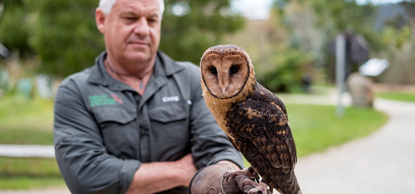 Craig Webb with an endemic Tasmanian masked owl Person with owl.