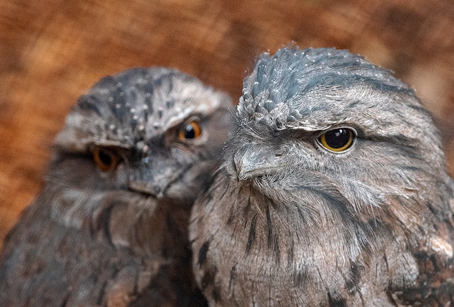 Frogmouths.