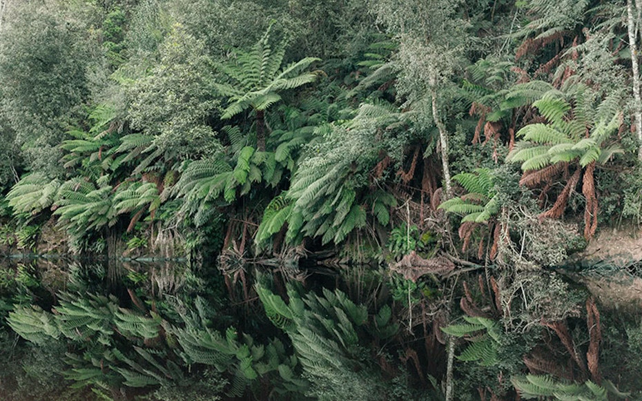 Tasmanian wilderness near Burnie