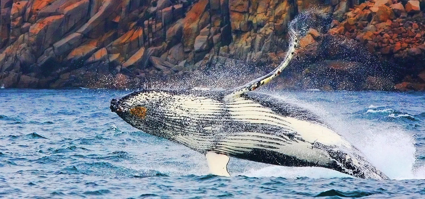Spotting whales at Freycinet