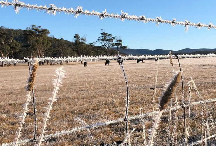 Frost on farm fence