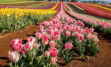 Tulip field with thousands of different coloured tulips