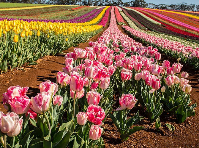 Tulip field with thousands of different coloured tulips