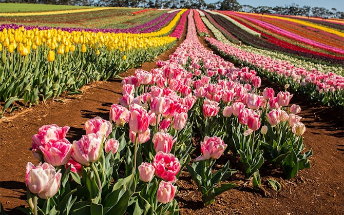 Tulip field with thousands of different coloured tulips