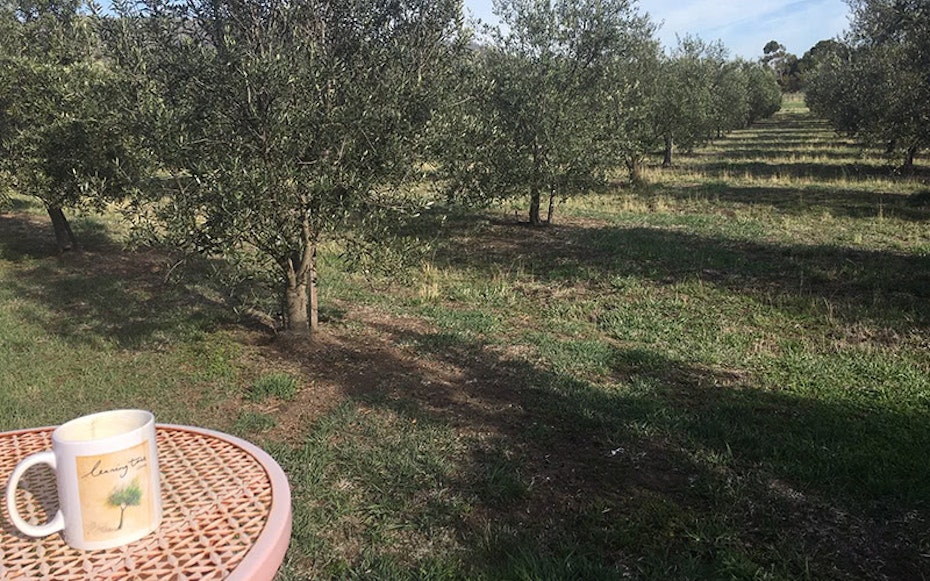 Coffee mug on table in olive grove