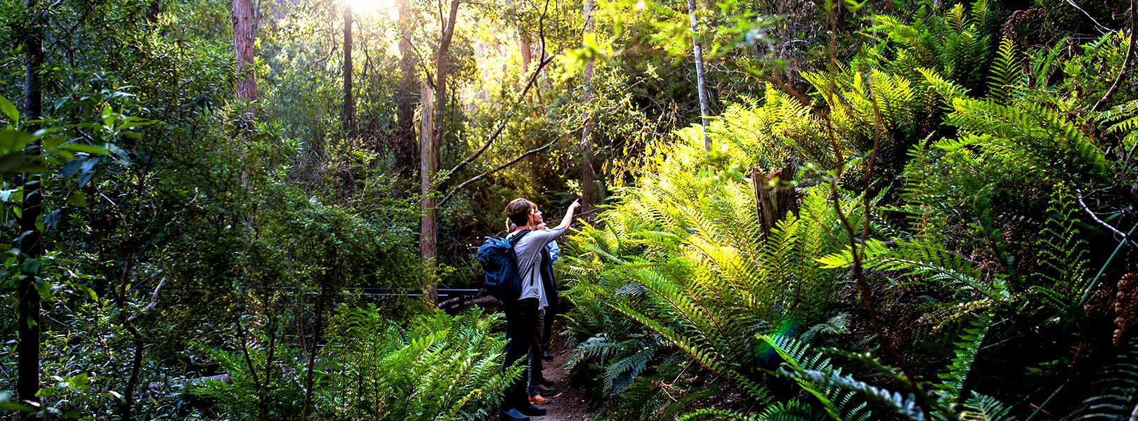 A group of bushwalkers admiring their surrounds in the middle of a dense forest