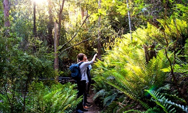A group of bushwalkers admiring their surrounds in the middle of a dense forest
