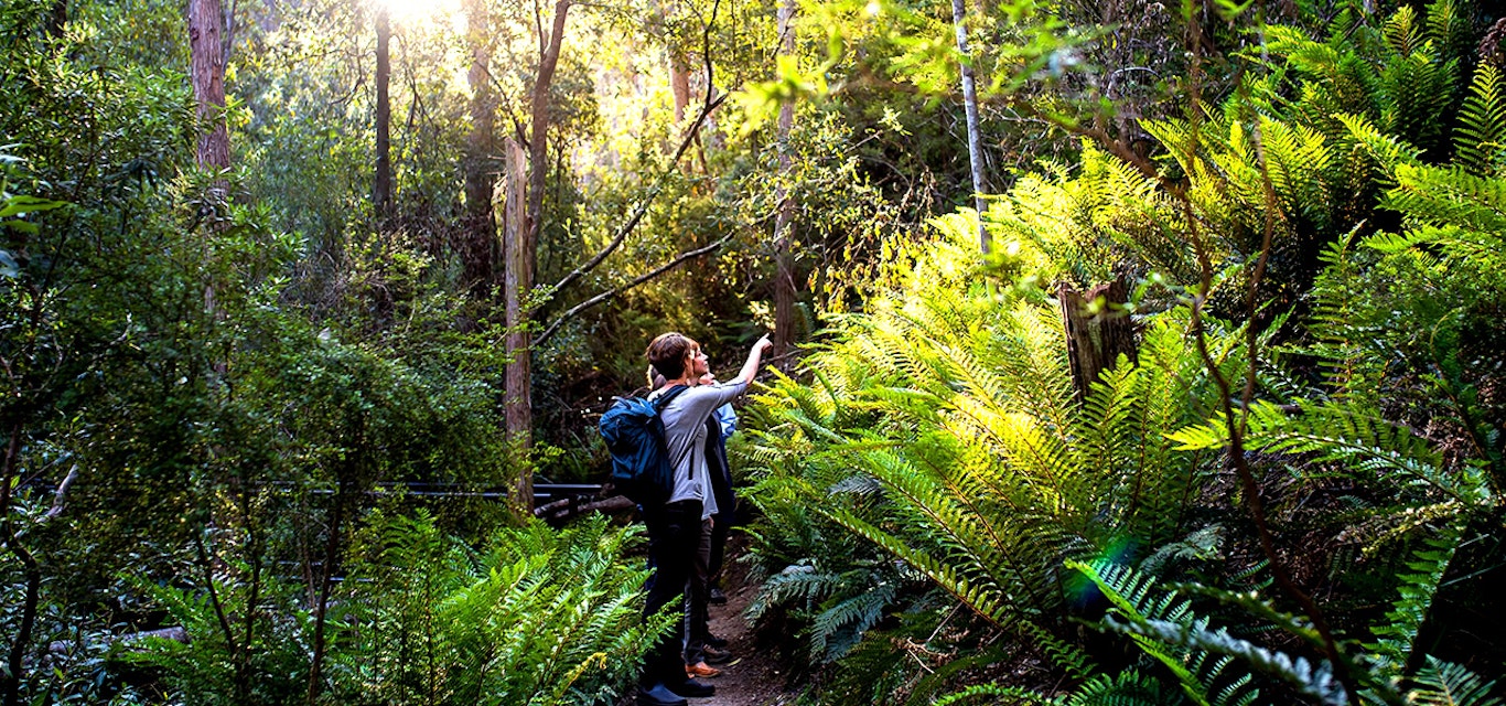 A group of bushwalkers admiring their surrounds in the middle of a dense forest
