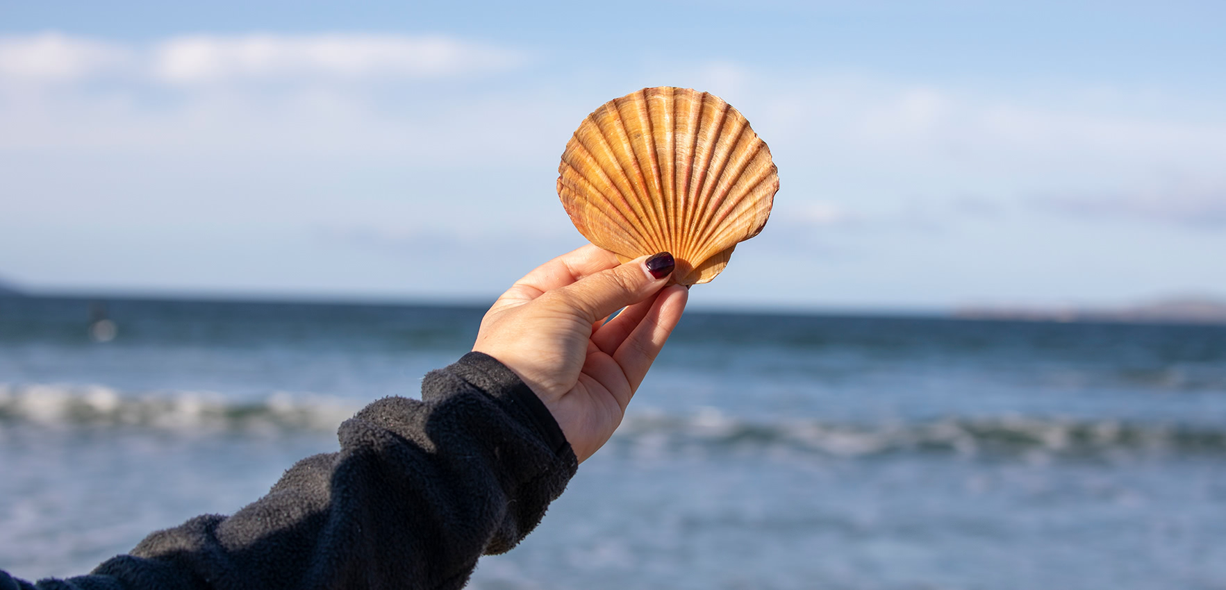 A scallop