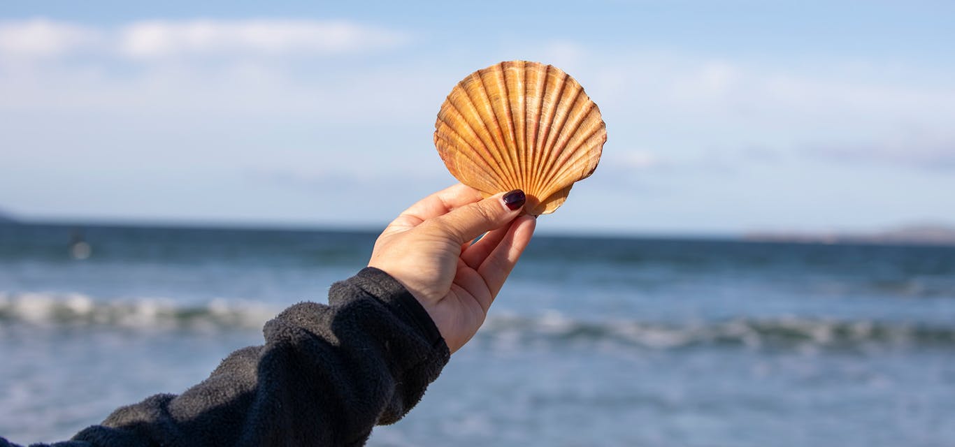 The beauty of a Tassie scallop A scallop