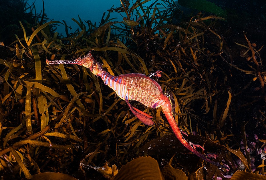Weedy seadragon photographed in dark waters