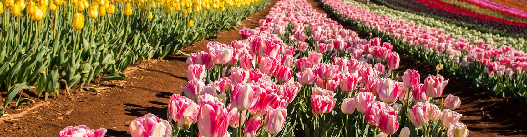 Tulips at Table Cape Rows of tulips.