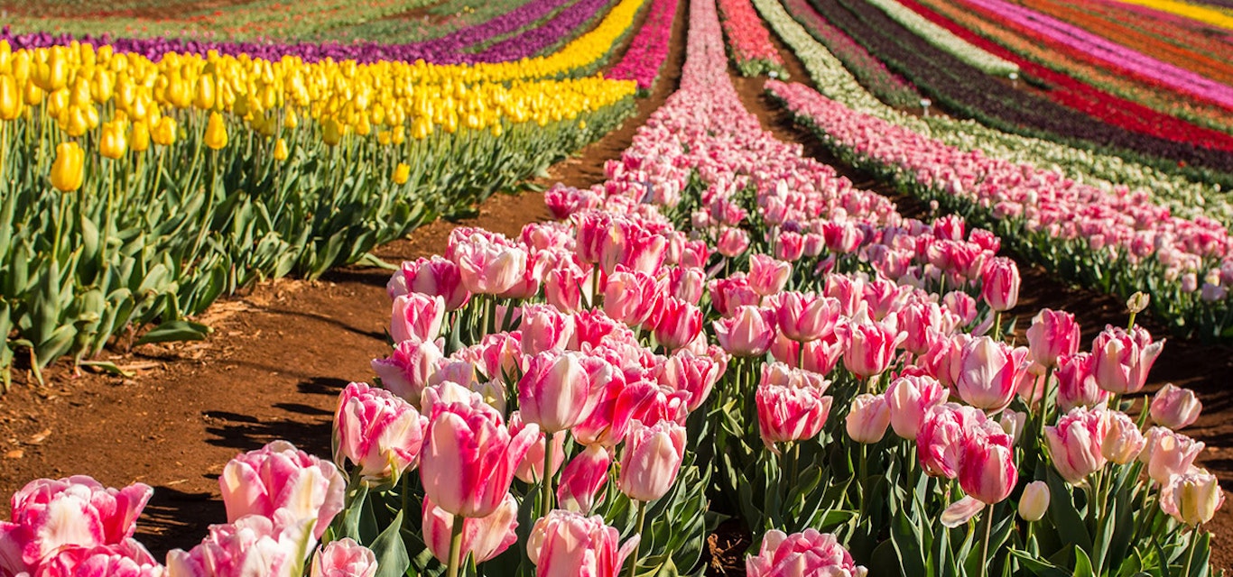 Rows of tulips.