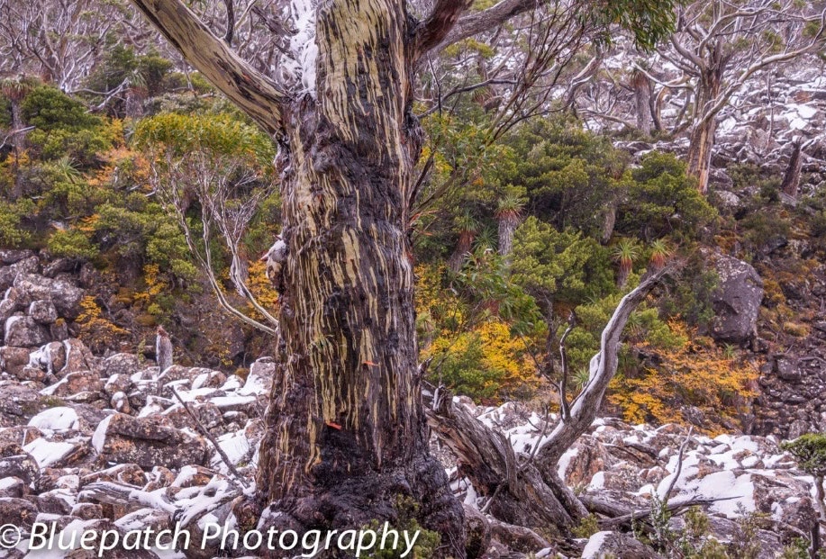 Mt Field National Park