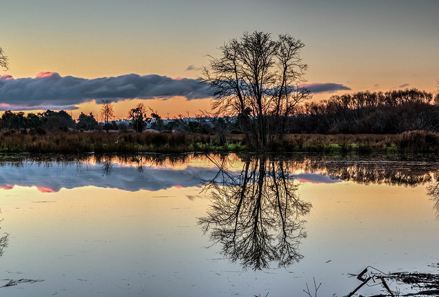 Trees reflecting in water.