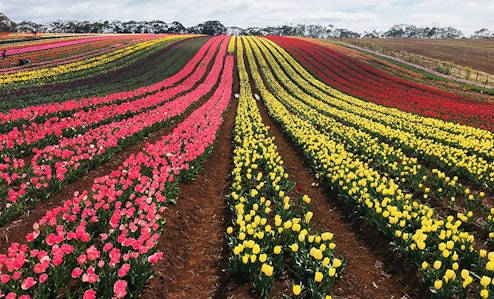Rows of tulips.